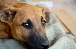 Catorce perros en estado de abandono fueron trasladados a la Protectora de Animales