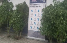 Secuestraron doce plantas de marihuana en un allanamiento