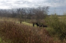 Despliegue policial en la Ruta 32 por caballos sueltos